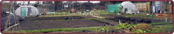 Some allotment gardens