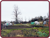 allotment gardens